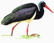 image of black_stork
