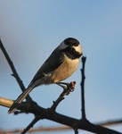 image of chickadee