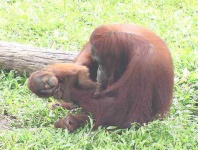 image of orangutan