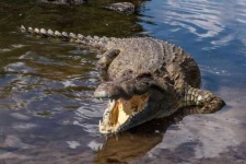 image of swamp