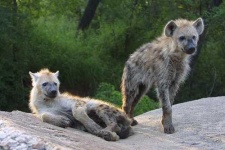 image of hyena