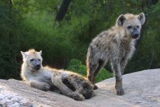 image of hyena #17