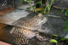 image of bullfrog