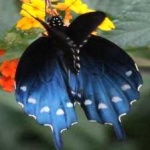 image of animal