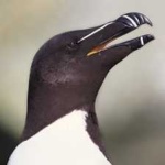 image of razorbill