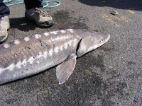 image of sturgeon