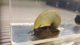 image of animal