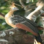 image of bird