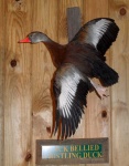 image of animal