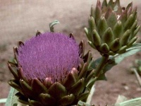 image of artichoke_flower #12