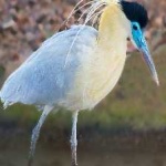 image of bird