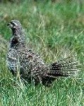image of prairie_chicken