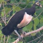 image of bird