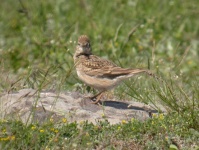 image of brambling