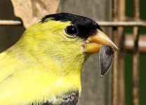 image of goldfinch #11