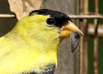 image of goldfinch