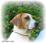 image of walker_hound