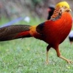 image of golden_pheasant #25