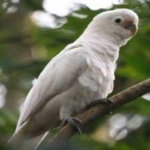 image of bird