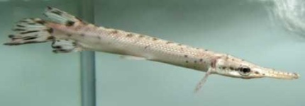 image of gar