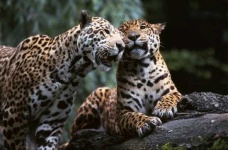 image of jaguar_car