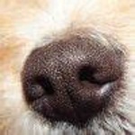 image of dog_nose