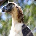image of bird