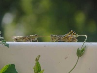 image of grasshopper