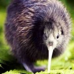 image of bird