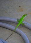 image of american_chameleon #8