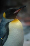 image of king_penguin #34