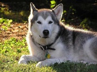 image of malamute