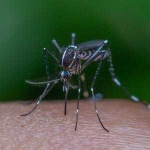 image of mosquito
