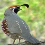image of bird
