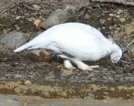 image of ptarmigan