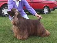 image of sussex_spaniel