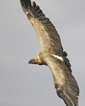 image of vulture