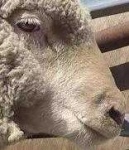 image of animal