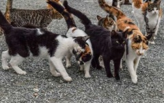 image of feral_cats
