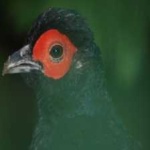 image of bird