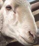 image of animal
