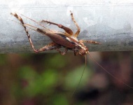 image of cricket