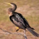 image of bird
