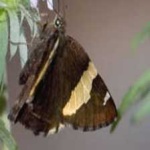image of animal