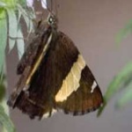 image of banded_butterfly #160