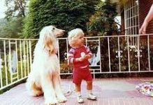 image of afghan_hound