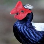 image of bird