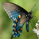 image of animal