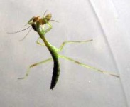 image of mantis