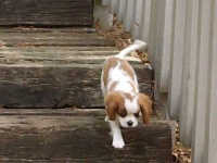 image of blenheim_spaniel